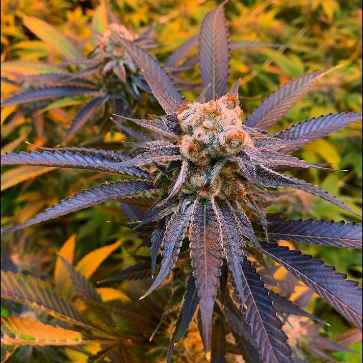 Exotic Strawberries & Cream Leafly